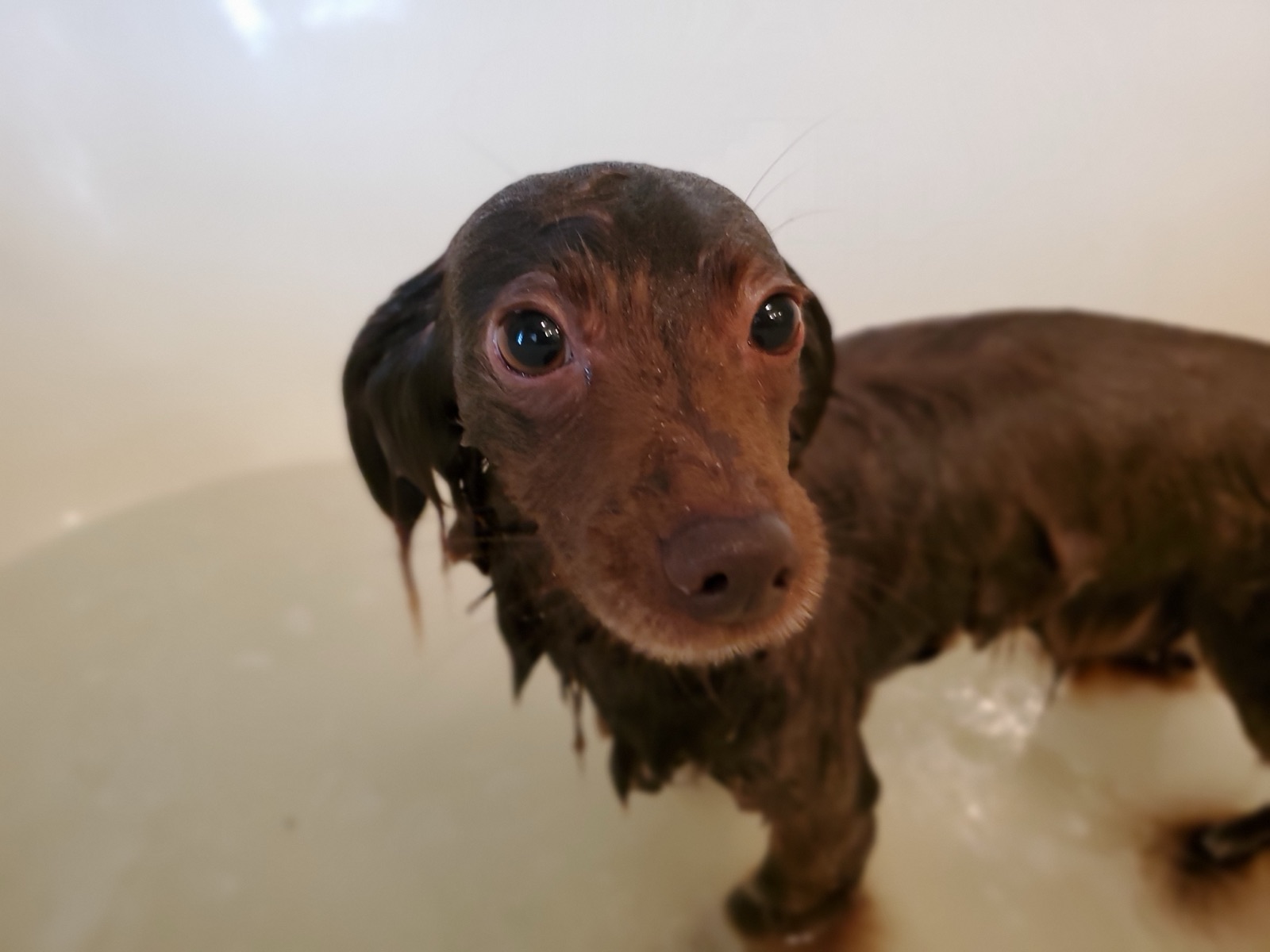 A small, contented dog after a bath.