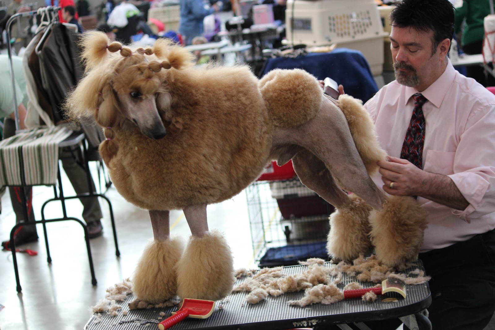 A poodle being groomed at a salon table.