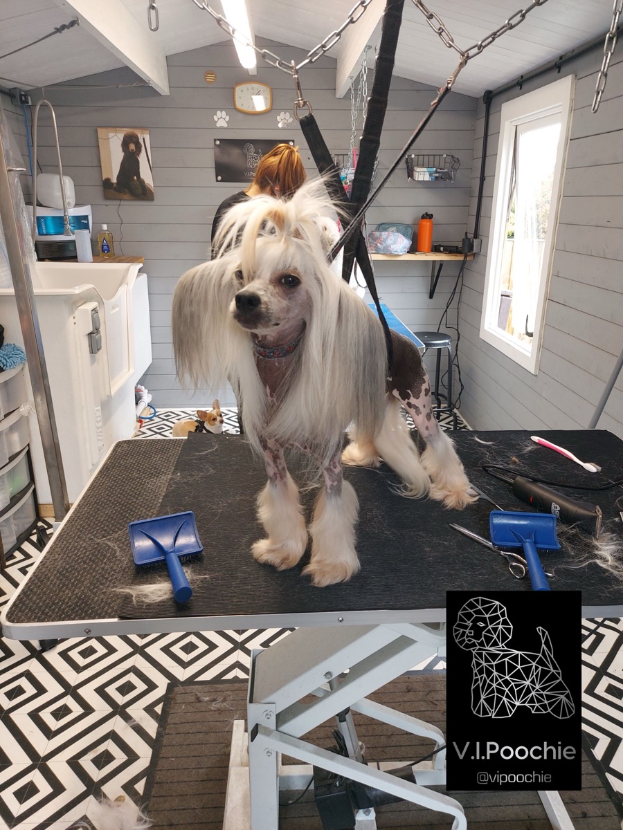 A dog groomer at work in their salon.