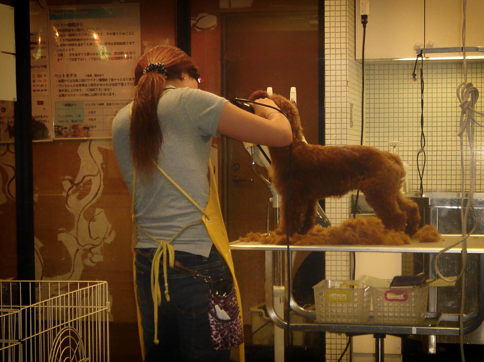 A groomer gently working with a calm dog on the table.