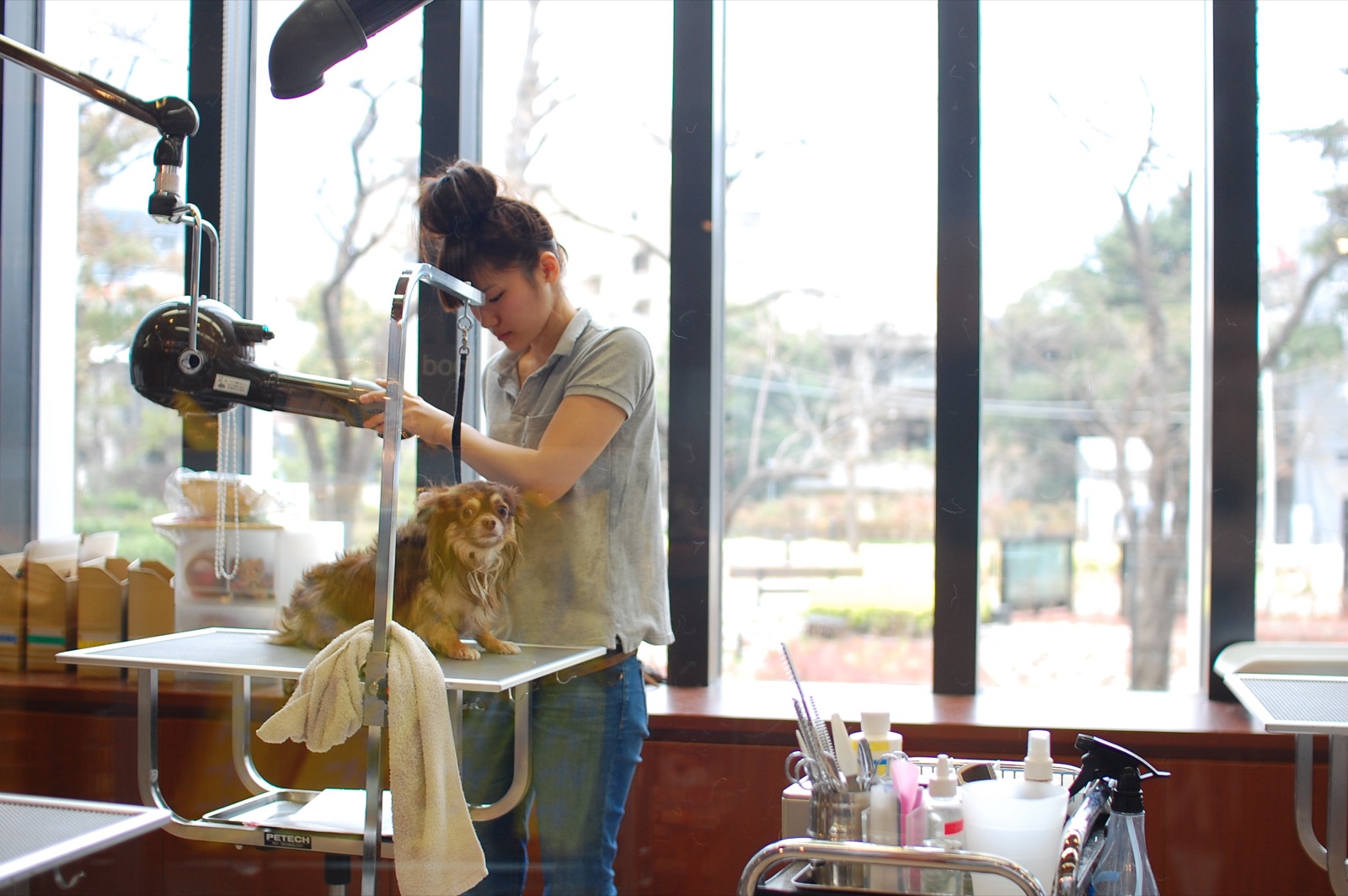 A dog being styled with grooming scissors.